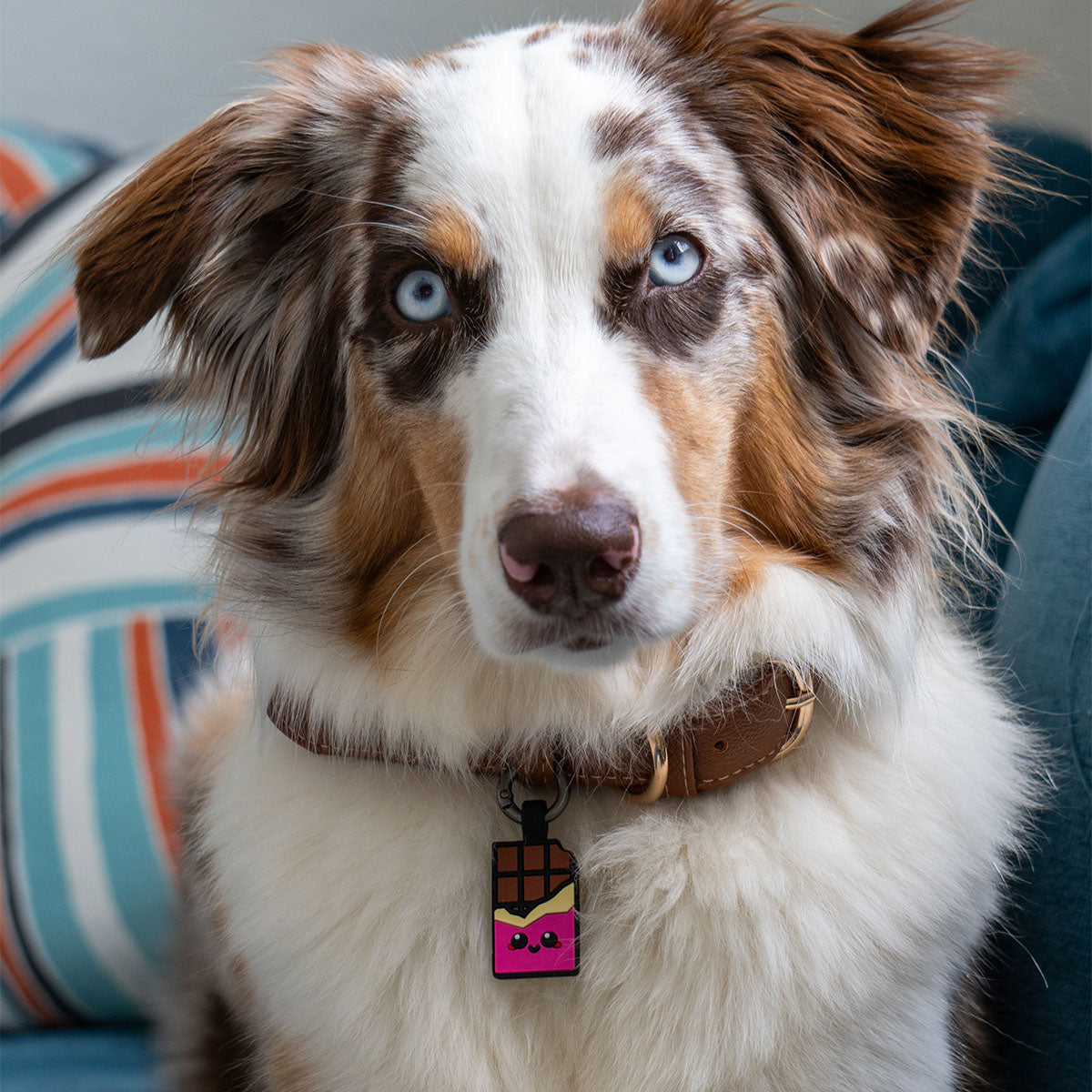 Chocolate Pink | Smart ID Tag: Australian Shepherd wearing the Chocolate Pink tag on a brown leather collar