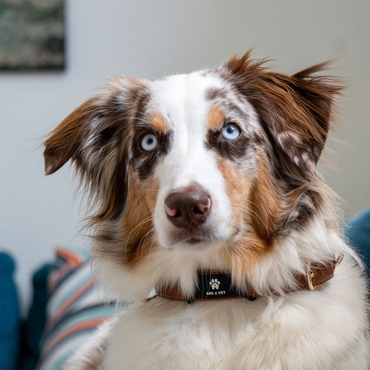 Slide-On | Smart ID Tag: Australian Shepherd wearing the Slide-On tag