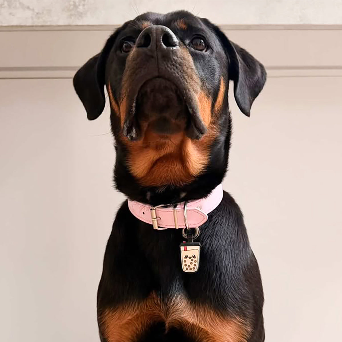 Boba | Smart ID Tag: Rottweiler wearing the Boba tag on a pink collar