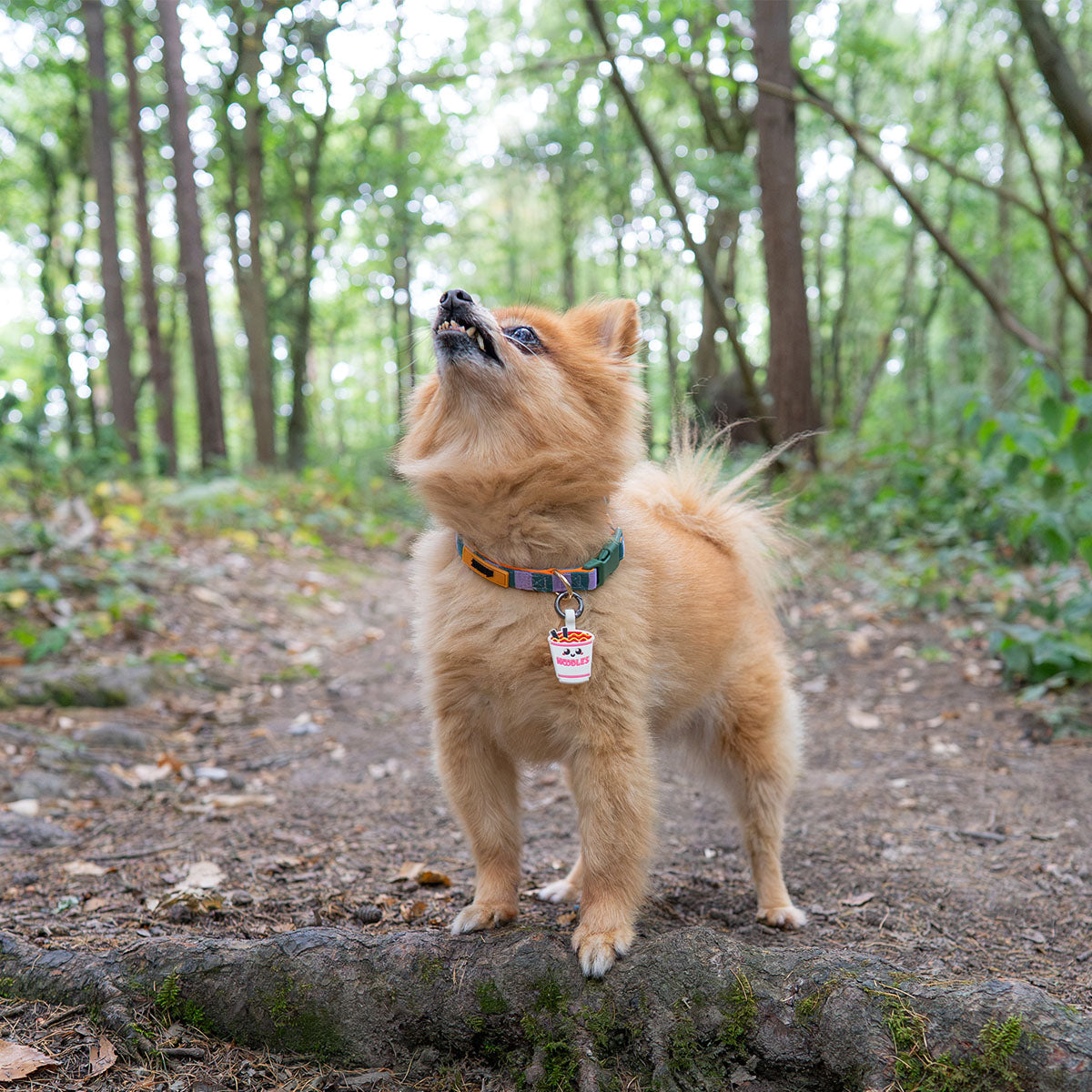 Sakura Matcha | Smart ID Tag: Small fluffy ginger dog in the woods wearing the Sakura Matcha tag