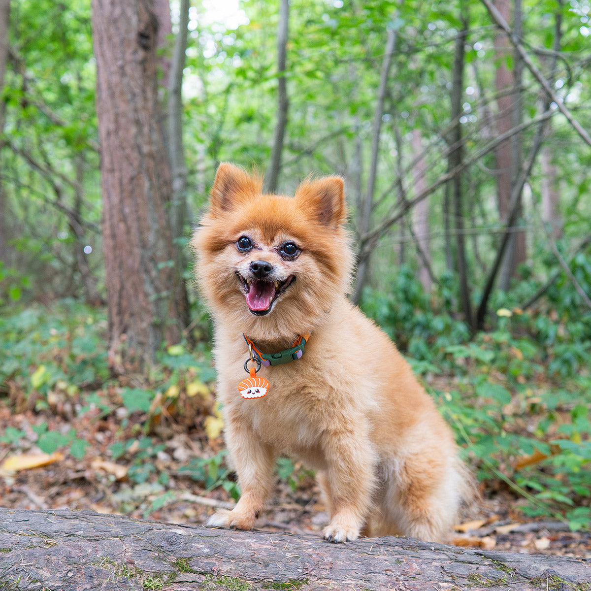 Salmon Sushi | Smart ID Tag: Small fluffy ginger dog sitting in the woods with the Salmon Sushi tag