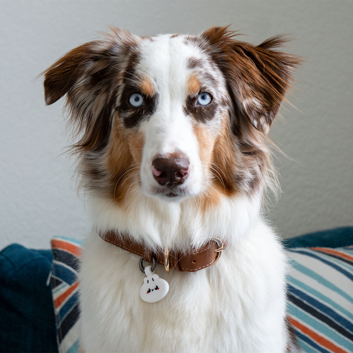 Dumpling | Smart ID Tag: Australian Shepherd wearing the Dumpling tag