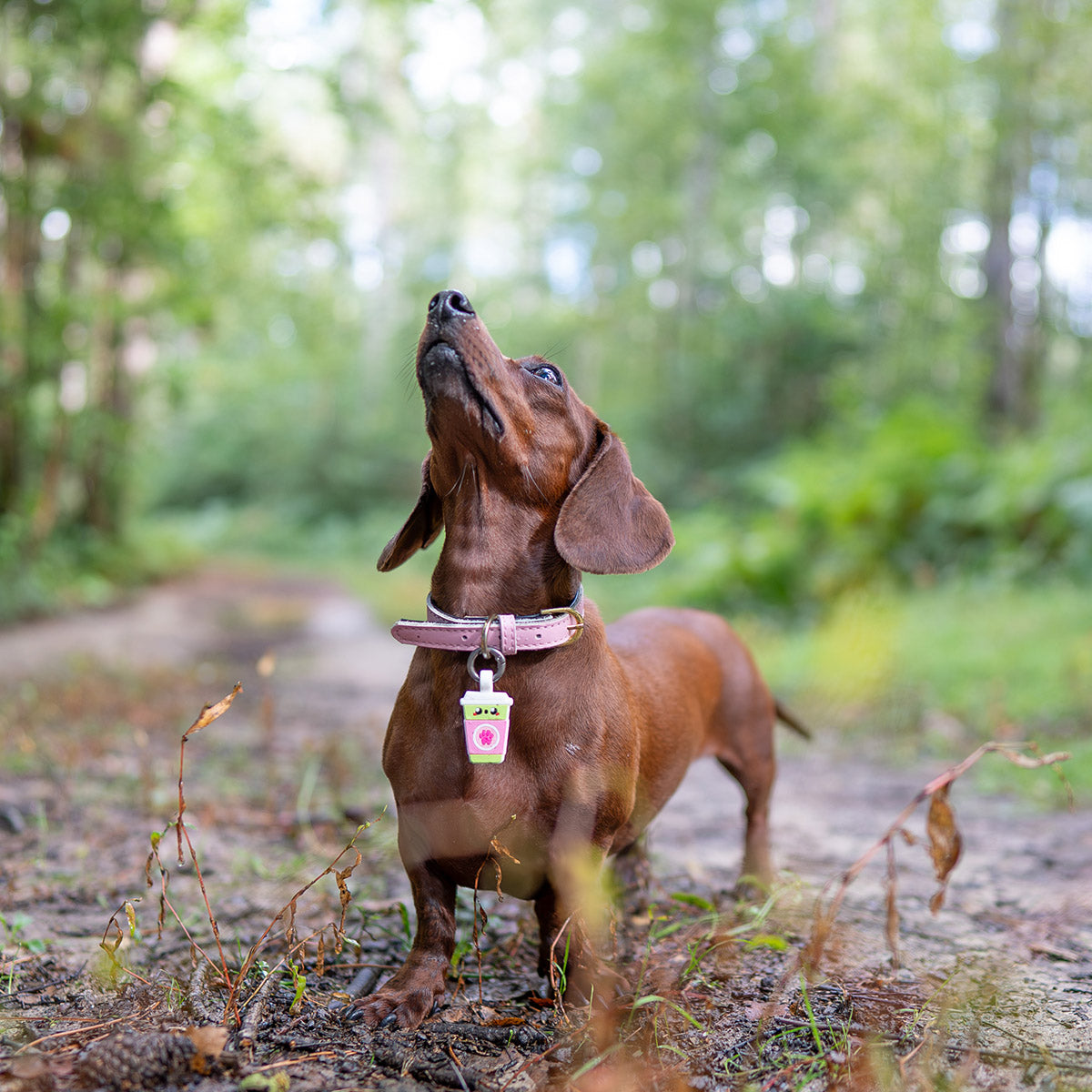 Sakura Matcha | Smart ID Tag: Dachshund looking up in the woods wearing the Sakura Matcha tag