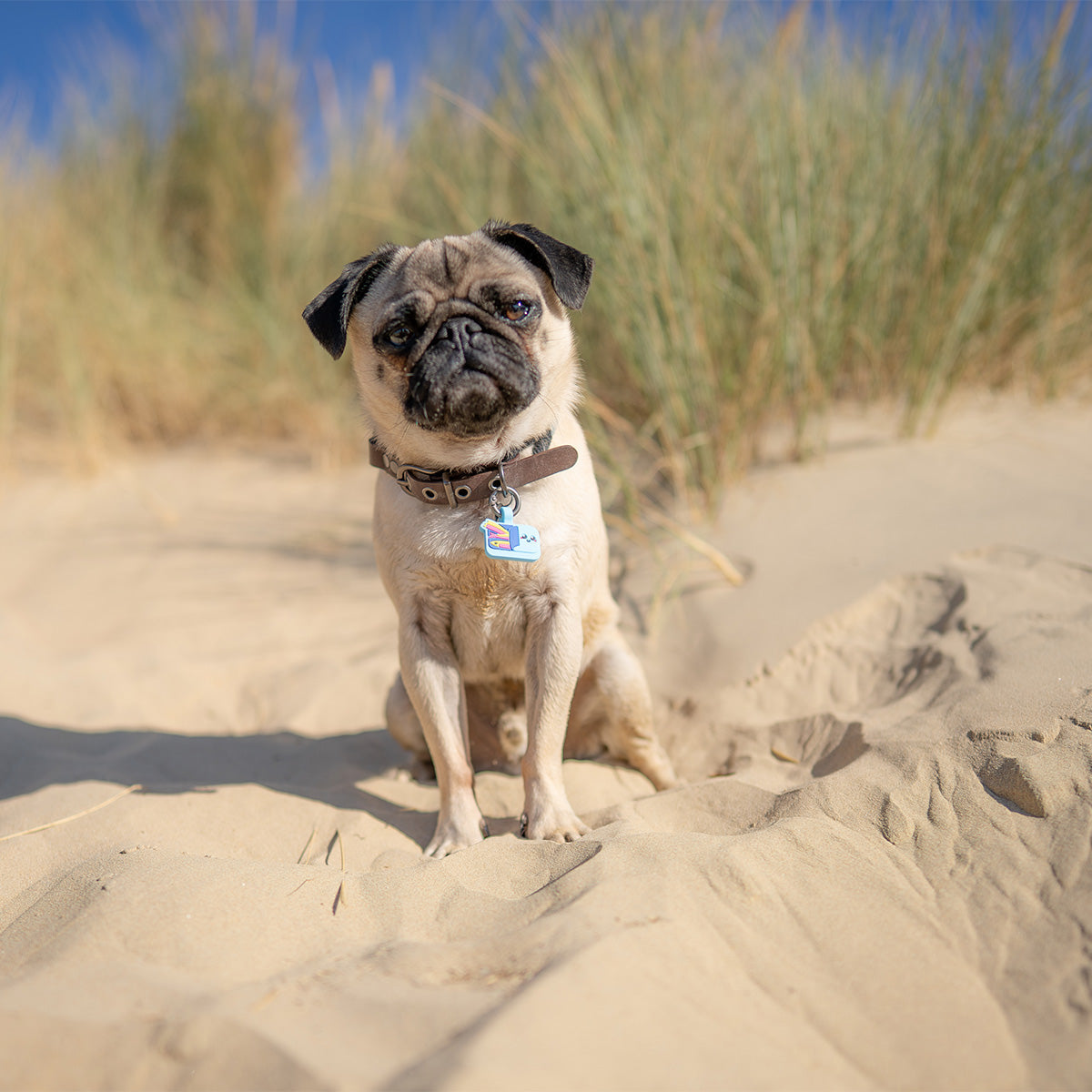 Sardines | Smart ID Tag: Pug sitting in sand dunes wearing the Sardines tag