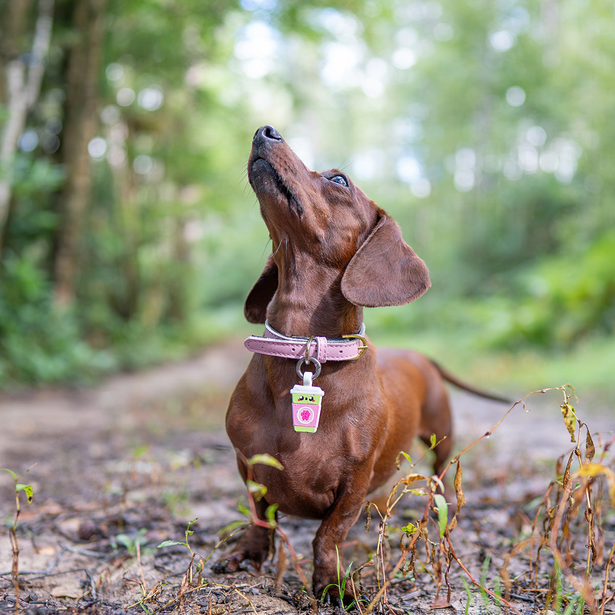 Sakura Matcha | Smart ID Tag: Dachshund in the woods wearing the Sakura Matcha tag on a pink collar