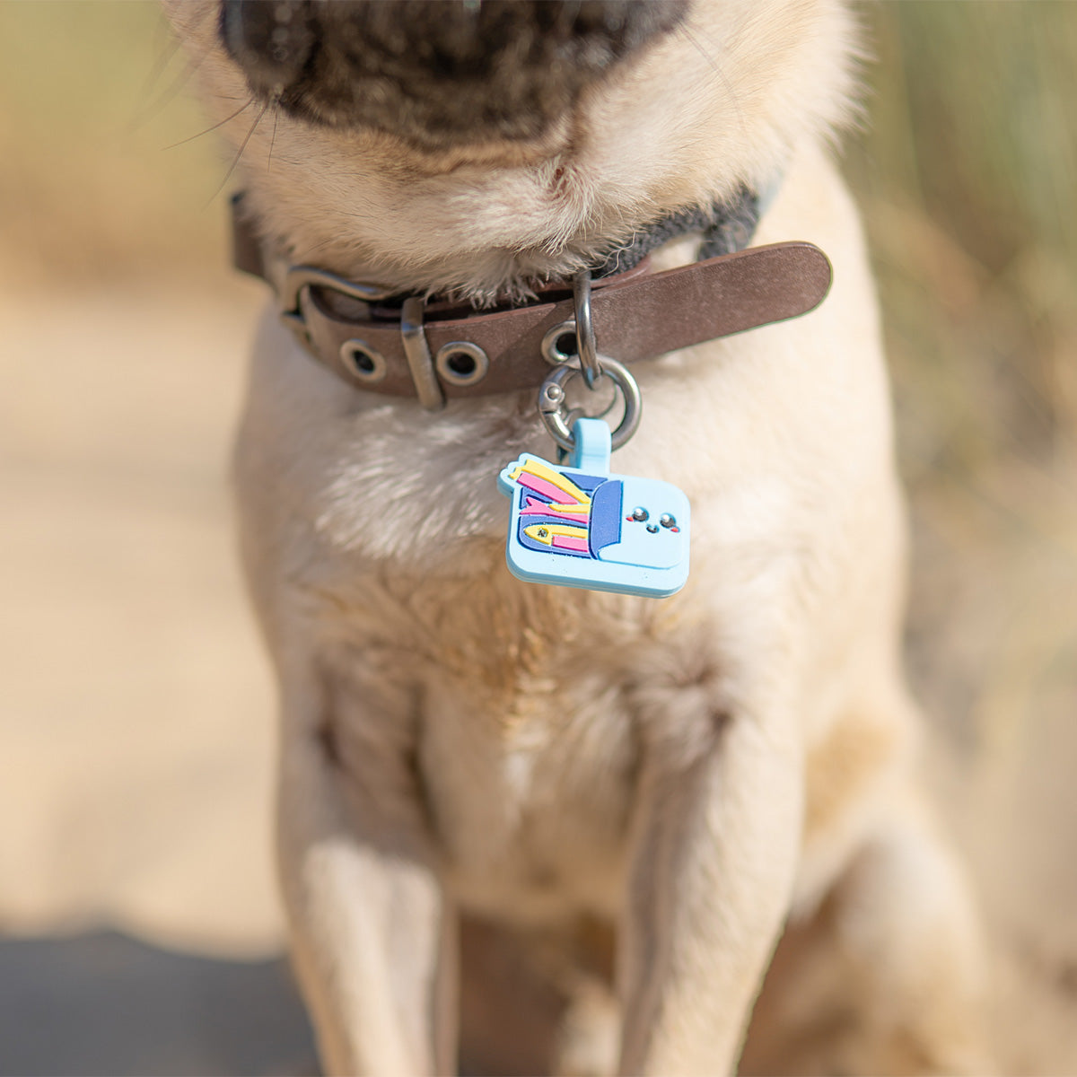 Sardines | Smart ID Tag: Close-up of the Sardines tag on a pug's collar