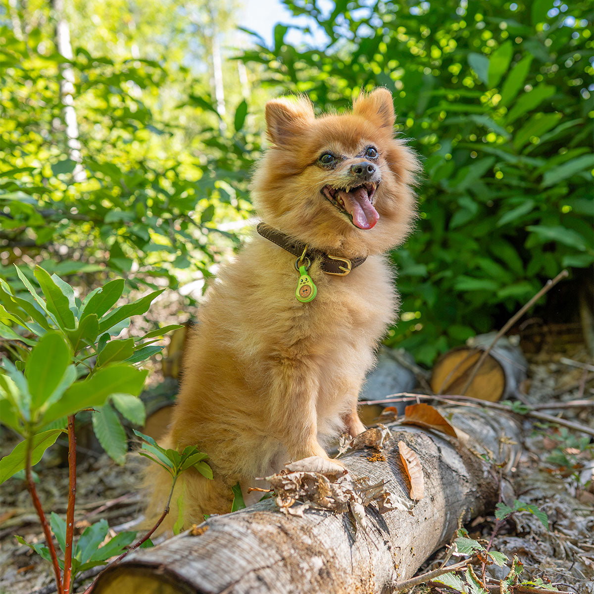 Avocado | Smart ID Tag: Small fluffy ginger dog sitting on a log in the woods, wearing the Avocado tag