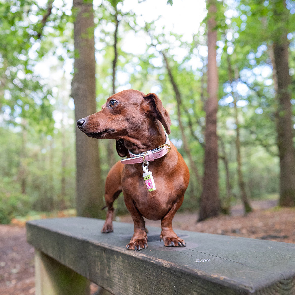 Sakura Matcha | Smart ID Tag: Dachshund standing on a bench in the woods wearing the Sakura Matcha tag