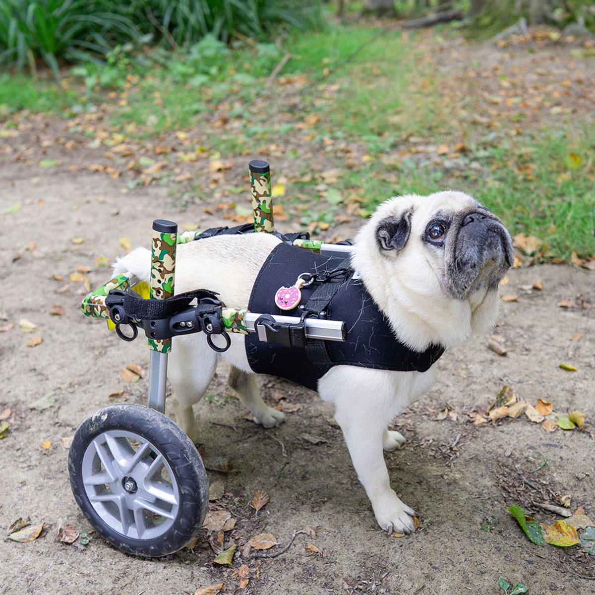 Donut | Smart ID Tag: Pug in a dog wheelchair wearing the Donut tag