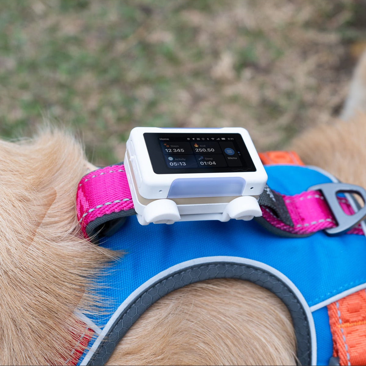 White / Gold | Smart GPS & Health Tracker: The White / Gold tracker mounted on a blue and pink harness