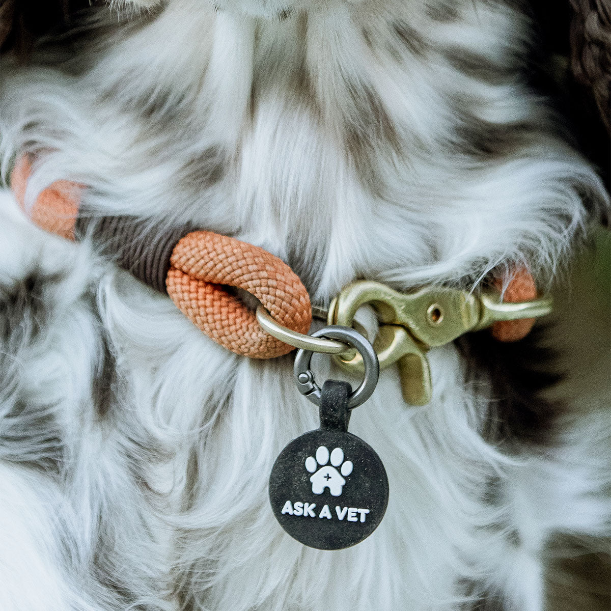 Black | Smart ID Tag: Close-up of the Black round tag on a spaniel's rope collar