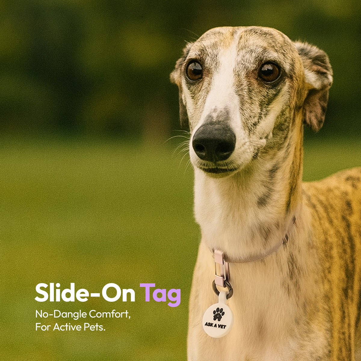 White | Smart ID Tag: Dog wearing the White tag, headed Slide-On Tag