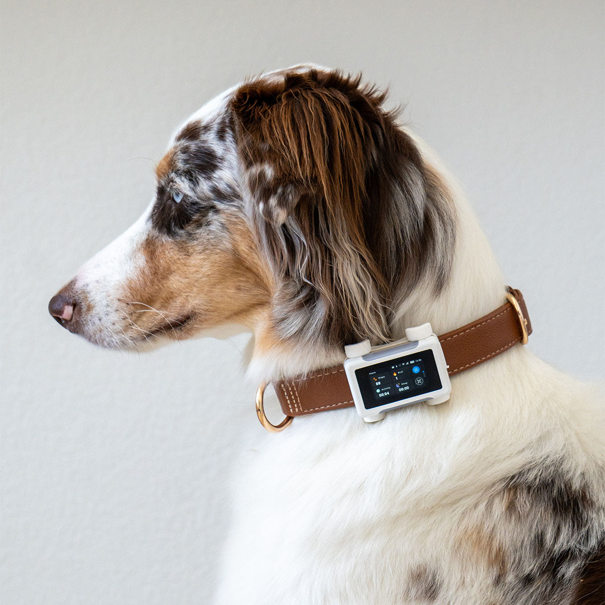 White / Gold | Smart GPS & Health Tracker: Merle Australian shepherd in profile wearing the White / Gold tracker on a brown collar