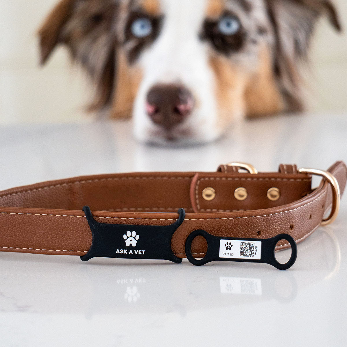 Slide-On | Smart ID Tag: Brown leather collar with the Slide-On tag, an Australian Shepherd behind