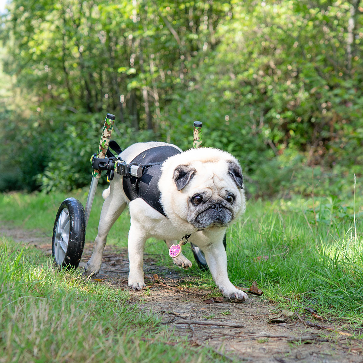 Donut | Smart ID Tag: Pug in a dog wheelchair on a forest path wearing the Donut tag