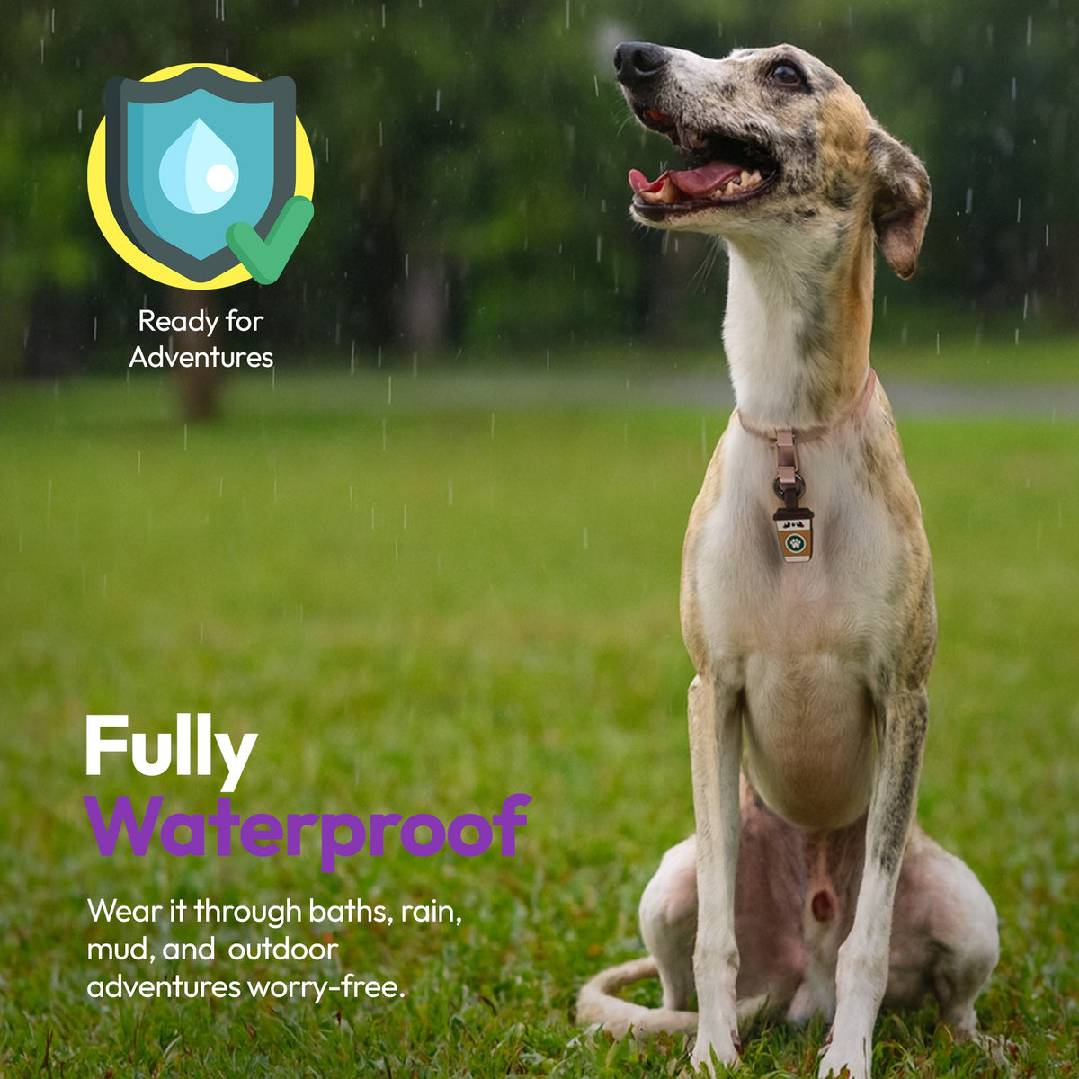 Coffee | Smart ID Tag: Dog wearing the Coffee tag outdoors, headed Fully Waterproof