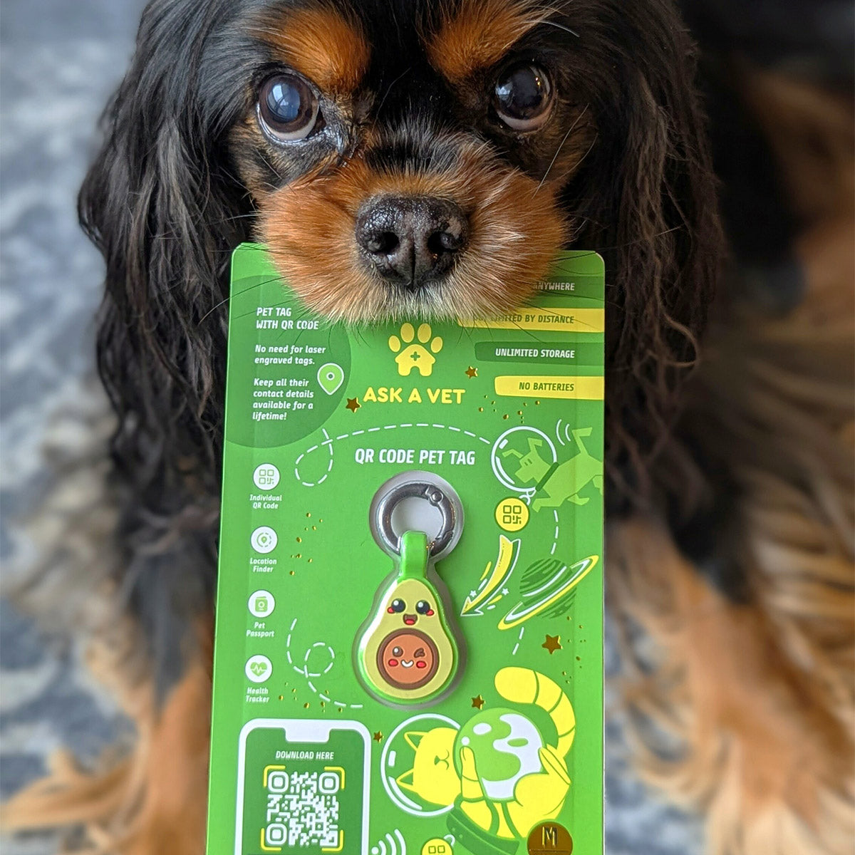 Avocado | Smart ID Tag: Cavalier King Charles Spaniel with the Avocado tag in its QR code pet tag pack