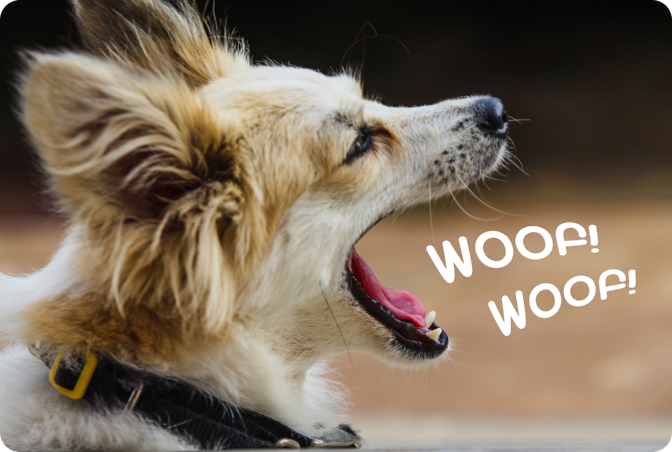 Understand What Your Dog Is Saying—Before They Start Shouting